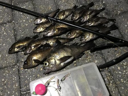 コロナに負けずコスモに